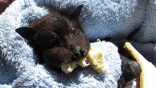 小蝙蝠被成功救援后,吃着香蕉开心到懵圈