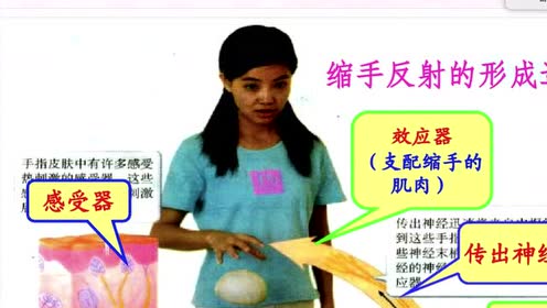 七年级生物下册第六章 人体生命活动的调节3.神经调节的基本方式