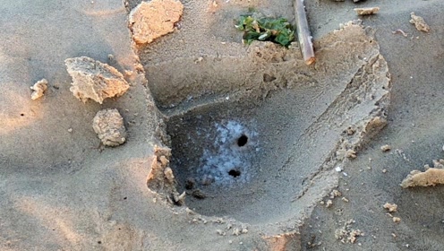 赶海:沙子挖开之后发现两个蛏子洞,小哥:一个也跑不了!