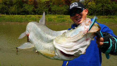 蓝旗鱼路亚 | 呛水白鲦慢搜小河道,翘嘴大到想不到!