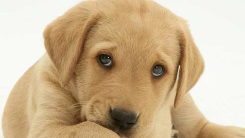 研究:狗狗进化出小狗眼装无辜,引人疼爱从而获得进化优势