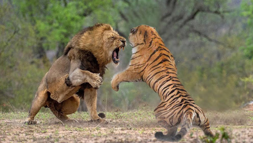 史上最强的"狮虎大战",燃爆你的肾上腺,1分钟回顾震撼场面!