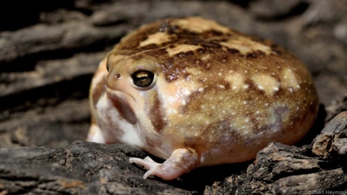 世界上最奇特的青蛙,一言不合就"气炸",难道这是蛤蟆功?