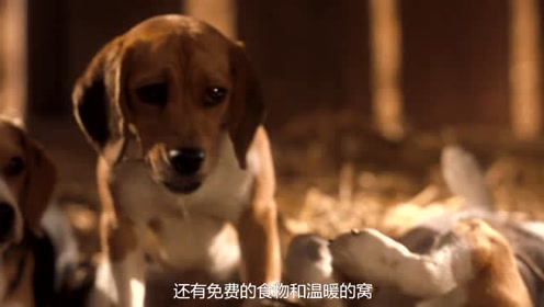 出猫斗一番 腾讯视频