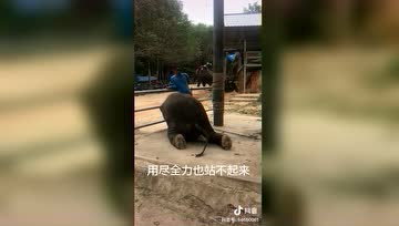 小象训练时累趴，躺在地上哭泣