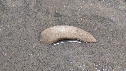 赶海又见海玉米,会发绿光真有趣,回家做海参炒面很特别