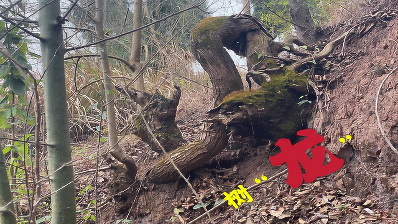 金伟陪家人上山砍黄荆条,发现神秘树龙,栩栩如生赶紧拍照留恋