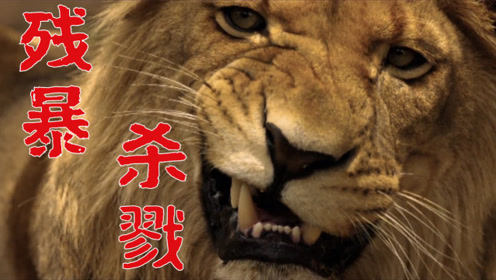 六头雄狮横扫保护区,6年血腥统治,这才是真实的狮子王《狮王之路》
