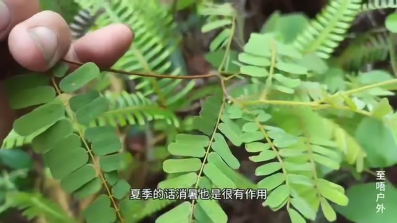 深山野生护肝凉草茶小叶鸡骨草