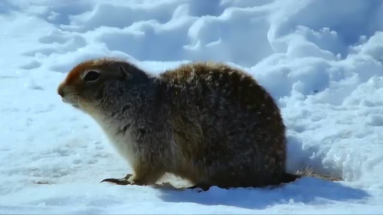 北极地松鼠冬眠图片