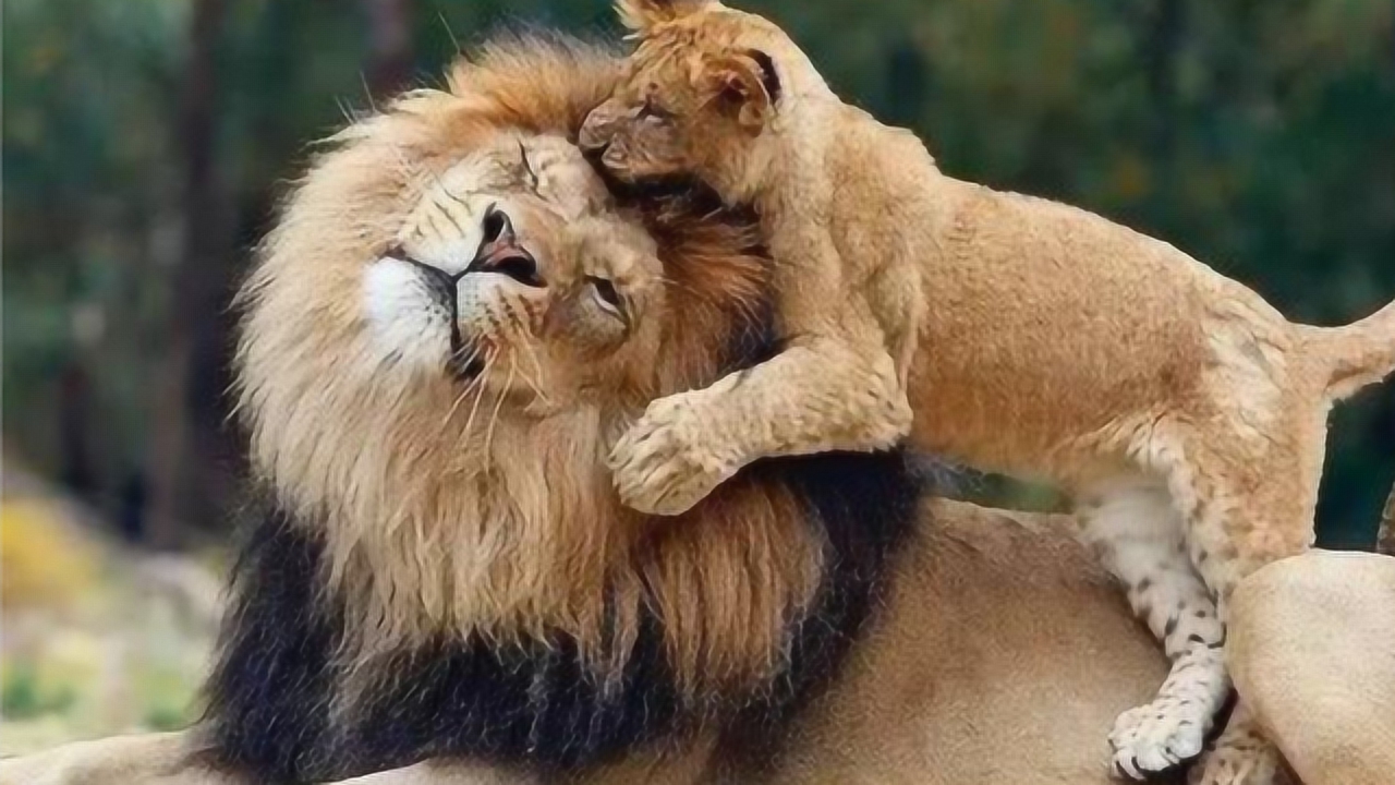 雄狮第一次见自己孩子,雄狮:肉嘟嘟的太可爱了,镜头记录全程!