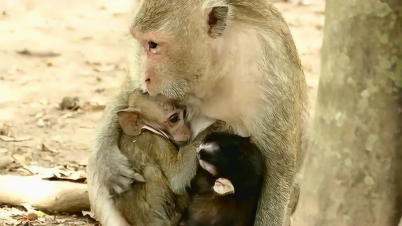 这个来点那个也来点,小猴子看到饭眼睛都直了,恨不得所有东西都跑自己