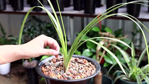 用多菌灵给兰花杀菌,用错了很伤兰,2种错误用法要避开