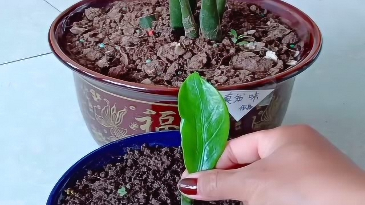 这样扦插金钱树百分百存活,你学会了吗?
