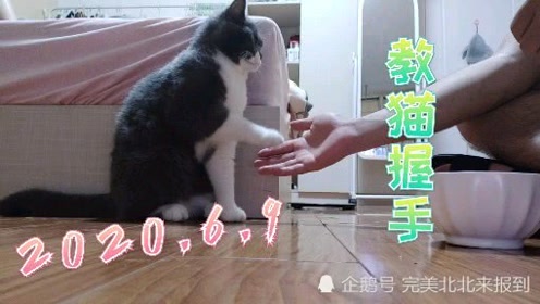 教猫猫如何握手 腾讯视频