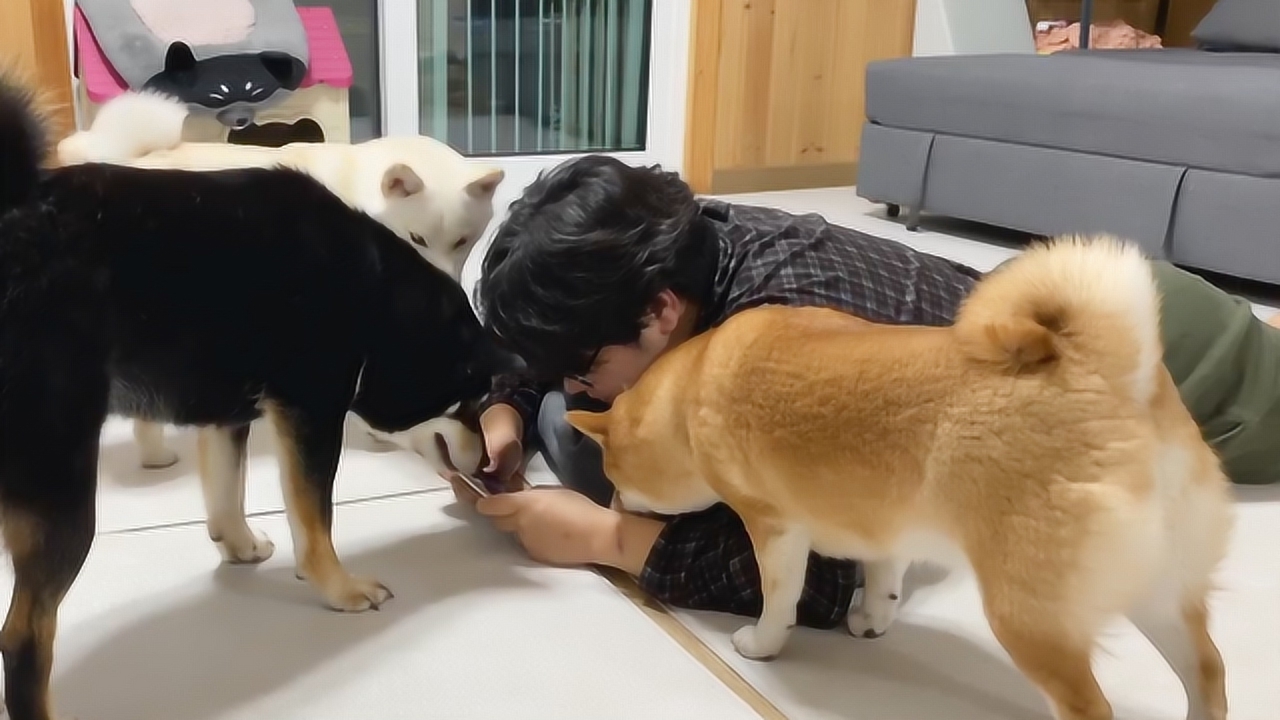 主人趴在地上玩手机,柴犬:什么时候让我玩?看完请忍住别笑