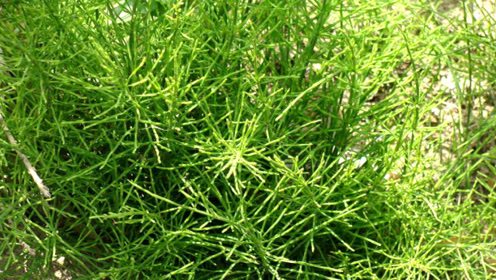 农田中有种"黄金草",专吸收地下金元素,农民却对它恨之入骨!