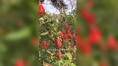 腾讯视频