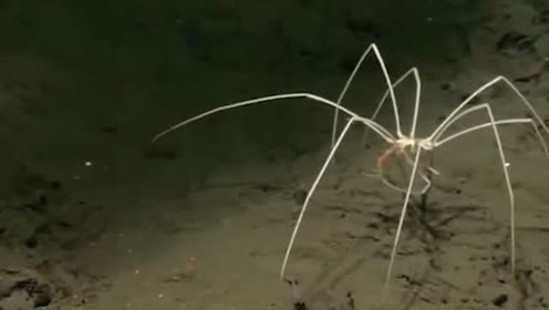 海蜘蛛 腾讯视频