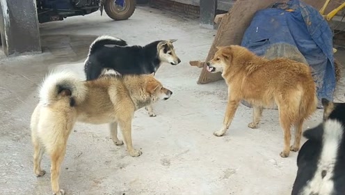 这只土狗坚强,虽落下风,坚决不露肚皮,不投降