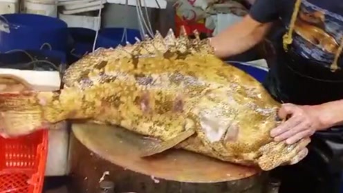 老虎斑 腾讯视频