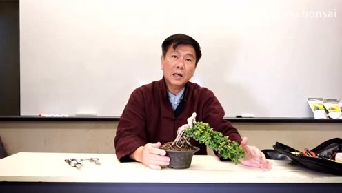 盆栽教学 腾讯视频