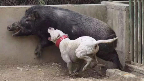 最具有勇气的狗,阿根廷杜高犬,打猪好手