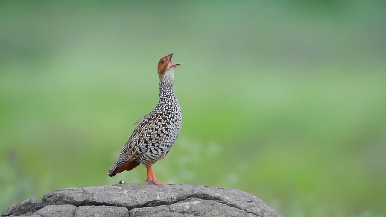 这是哪里的鹧鸪?叫声有点不一样