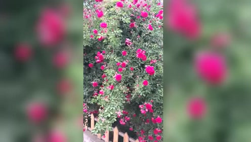 腾讯视频