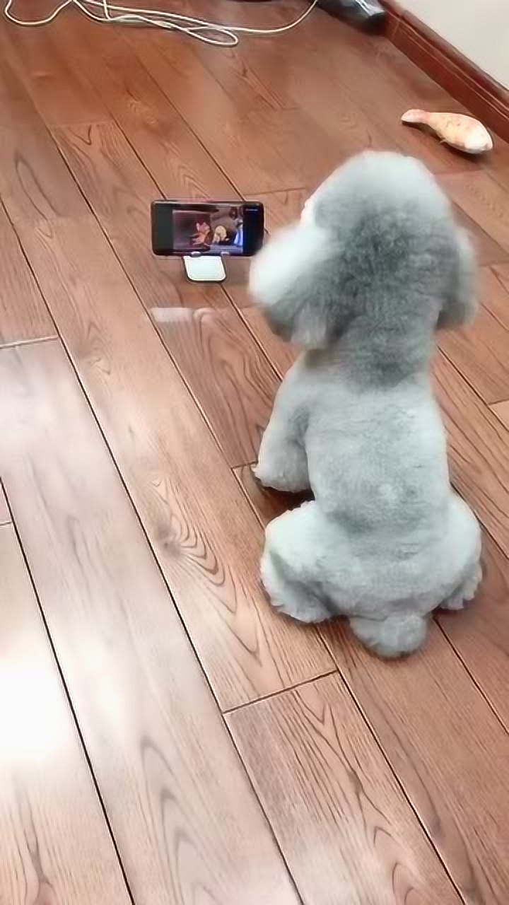 狗子一直看猫和老鼠,是悟出了什么狗生道理吗