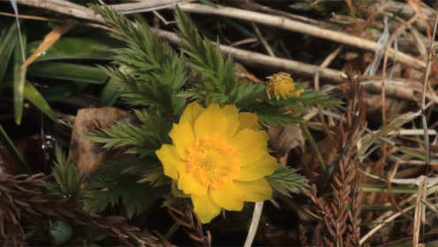 福寿草 腾讯视频