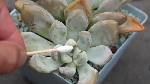 多肉介壳虫清理 腾讯视频
