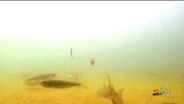 鲫鱼吃蚯蚓被秒杀！