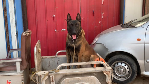 活泼好动的纯种马犬,主人一个命令就纹丝不动,这狗真心不赖