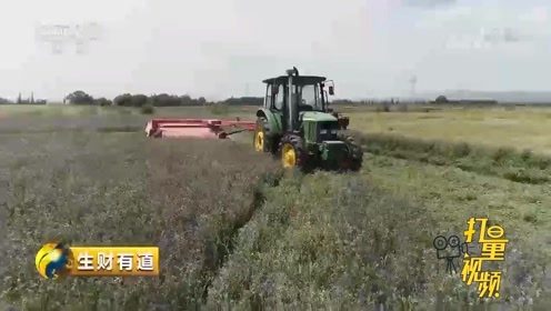 紫花苜宿 腾讯视频