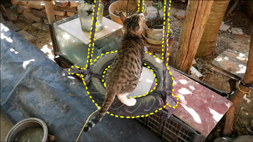 Ver96猫 腾讯视频