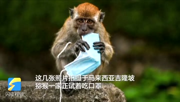 救命口罩沦为野生动物“杀手”