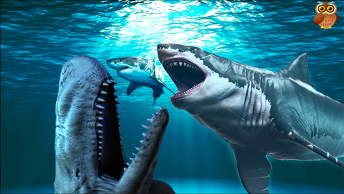 鲸鱼大白鲨联手导致巨齿鲨的灭绝?史前生物科普英语学习