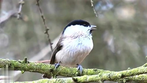 红子之家时 间:2021-08-22九爷讲堂 揭秘沼泽山雀人工繁殖(第三期)0