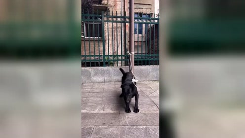 大梦西游6天尨神犬 腾讯视频