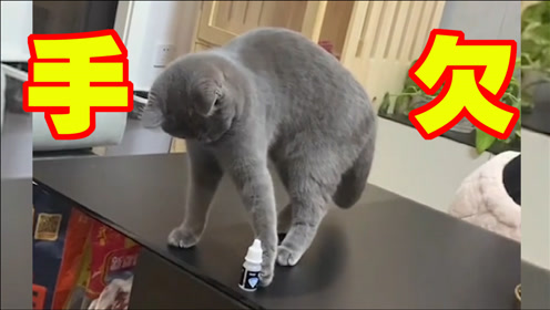 搞笑爆笑瞬间爆笑萌可爱动物超搞笑猫 腾讯视频