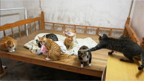 北京崇文区金渐层猫舍 薇mmjz818 腾讯视频