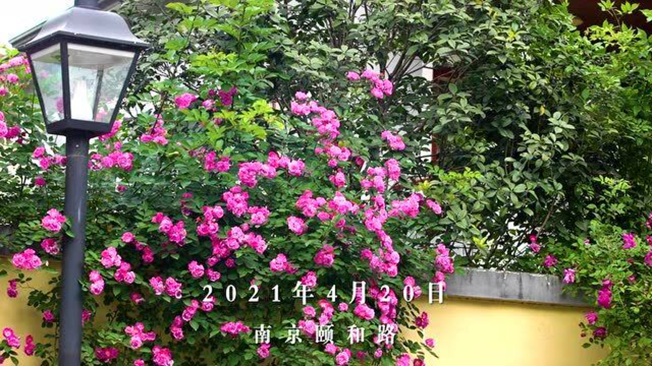 颜值王者!颐和路蔷薇花上线
