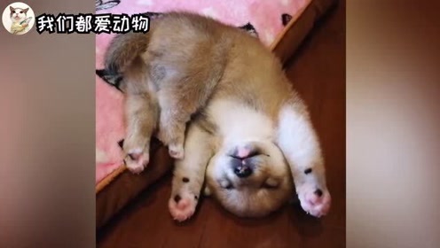 可爱柴犬萌 腾讯视频