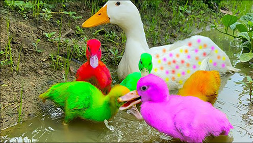 彩色鸭子-腾讯视频