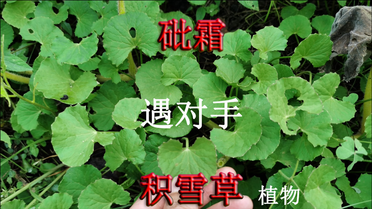 积雪草 伞形科植物 搜狗百科