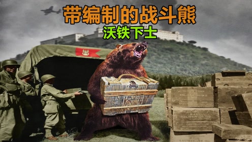 它叫沃铁,一头在部队里的战斗熊!辉煌传奇的熊生!