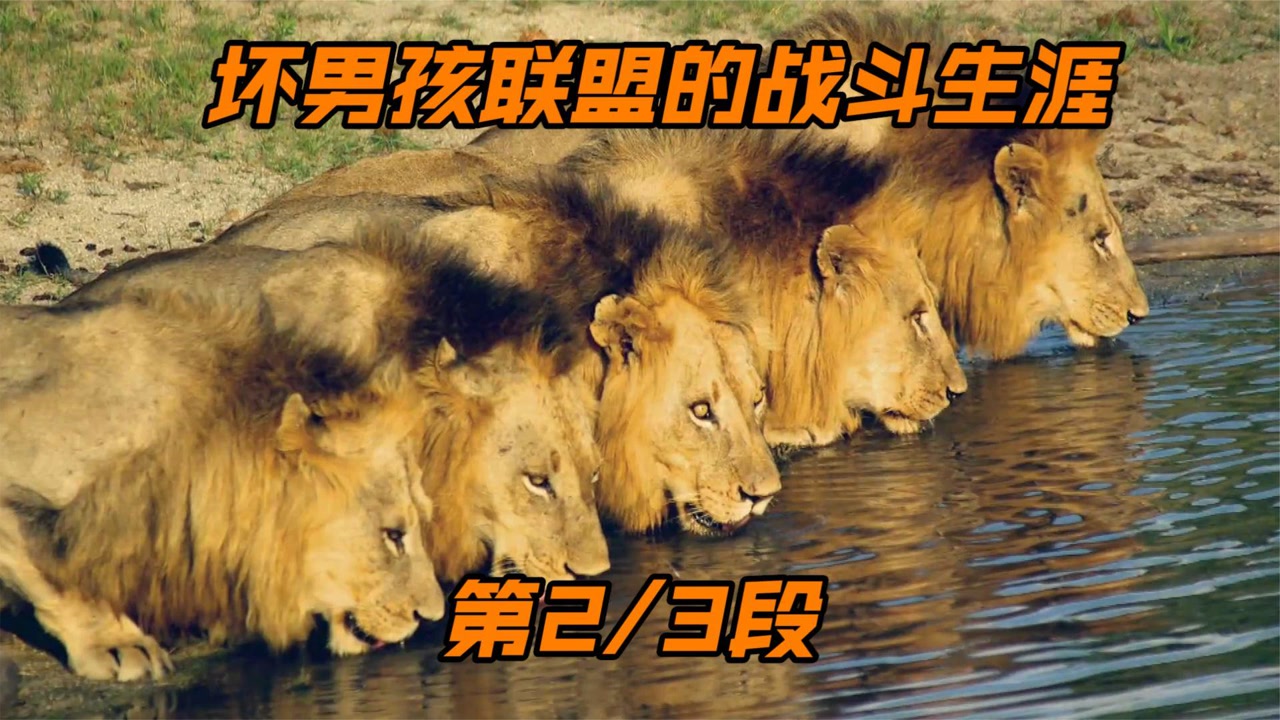 坏男孩联盟的战斗历程,最强双狮莫瓦斯兄弟,纪念坏男孩!