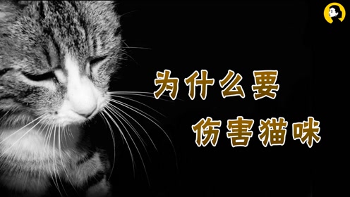 虐猫视频引起公愤,猫奴网友千里追凶《别惹猫咪》