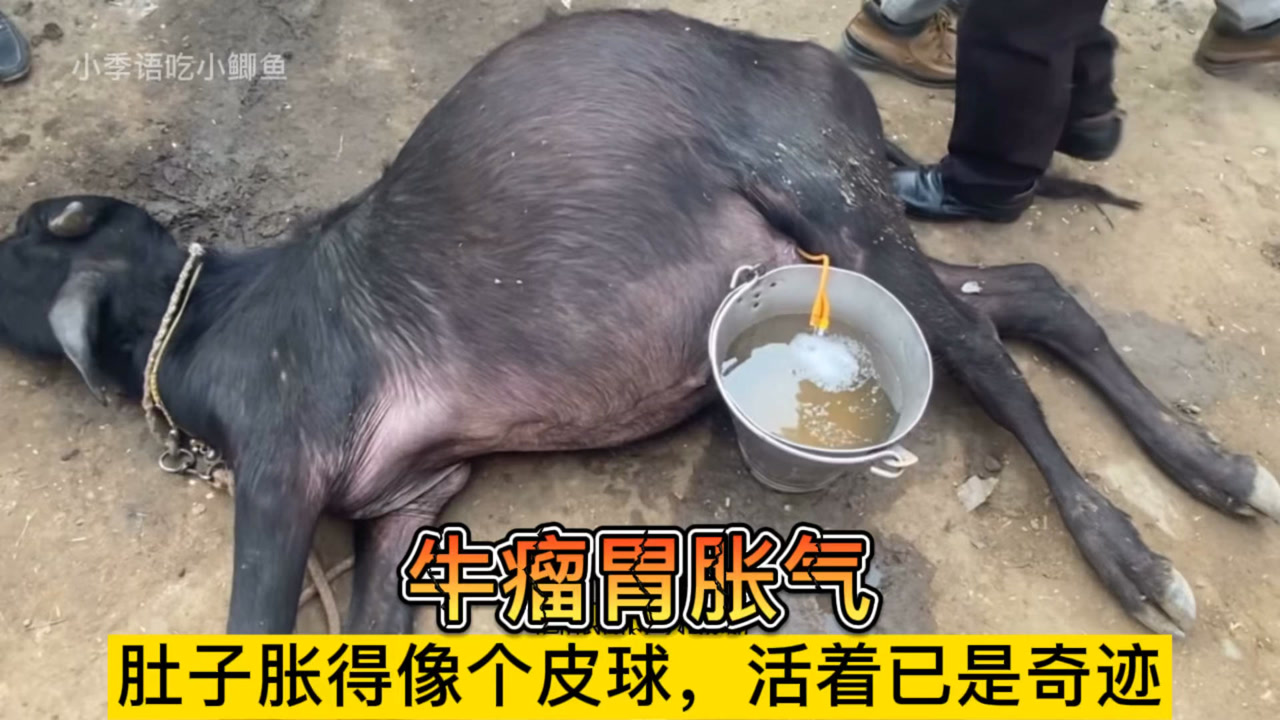 牛肚子胀气,插入针管立马喷出气体!兽医用精湛的技术救它一命!